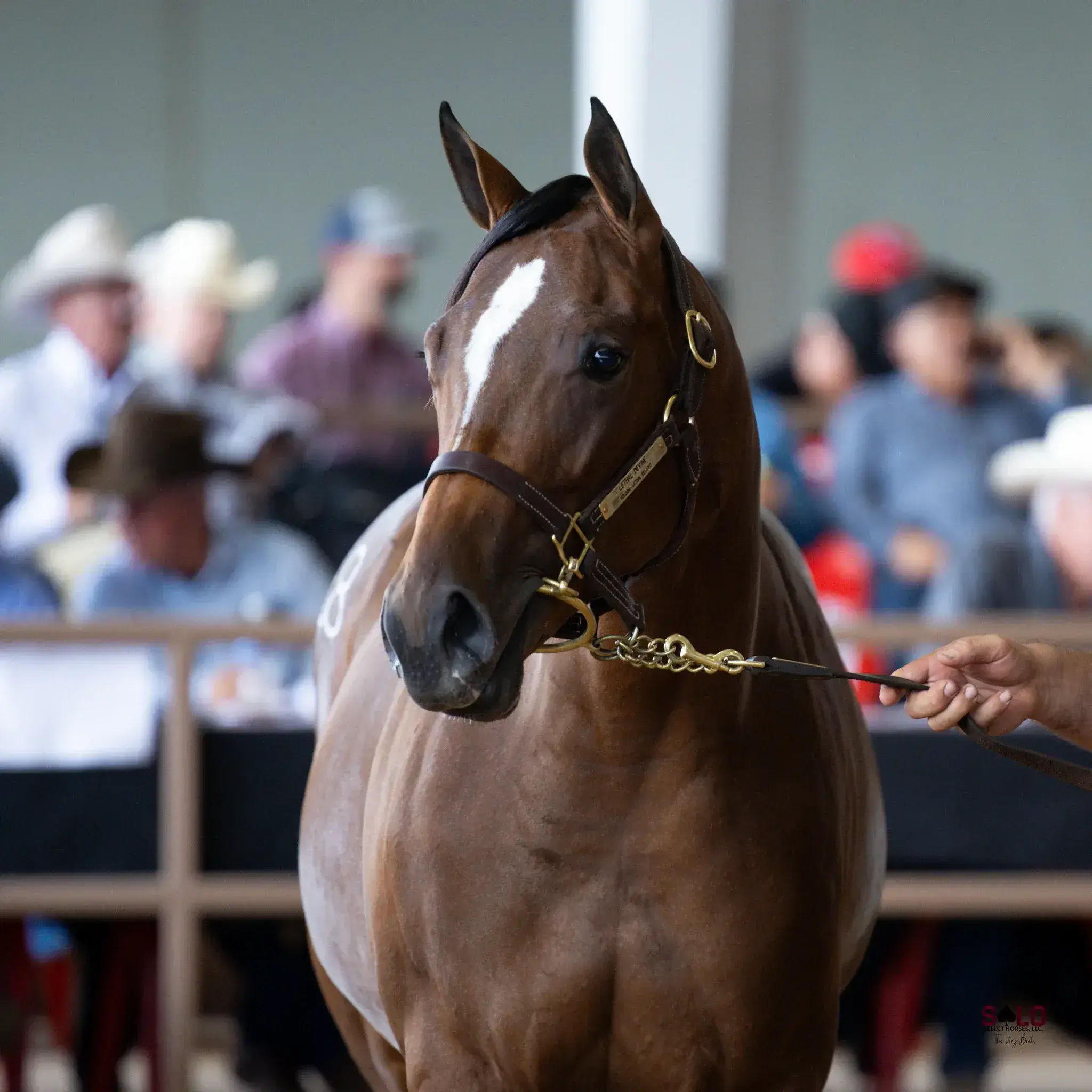 A bay horse with a white blaze wearing a leather halter with a lead chain is held by a person's hand, with a crowd of spectators in cowboy hats blurred behind a metal rail.