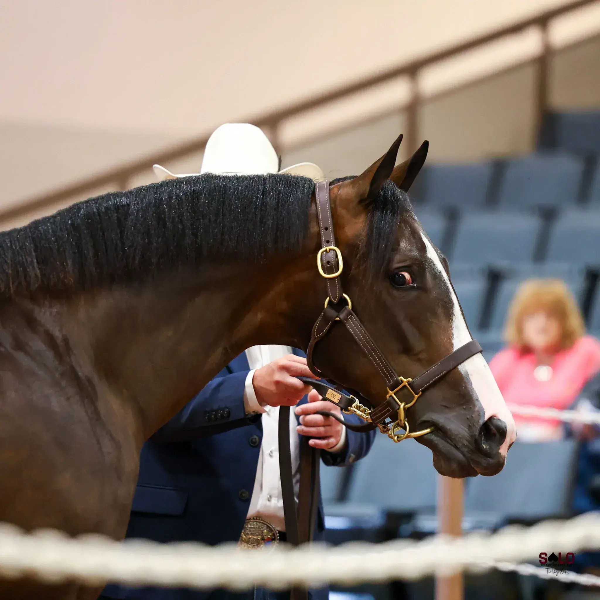 A bay horse with a white blaze wearing a leather show halter is held by a person in a white cowboy hat and navy jacket at an indoor arena, with a woman in pink seated in the stands behind them.