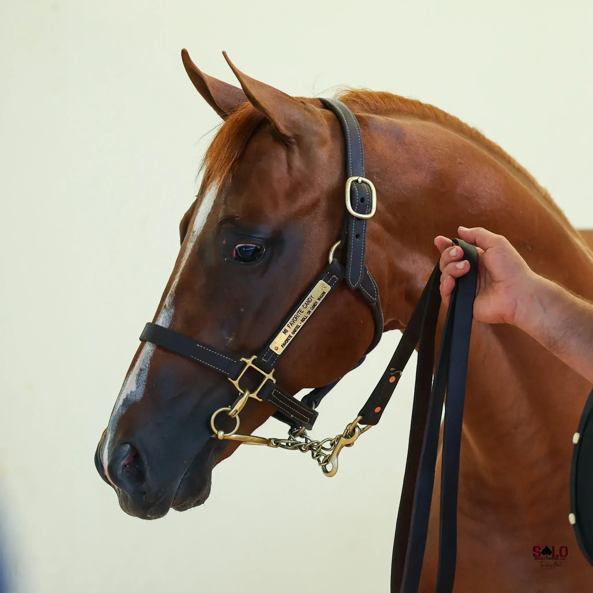 A chestnut horse wearing a leather halter with a brass nameplate and lead chain is held by a person's hand gripping the lead against a plain light-colored background.