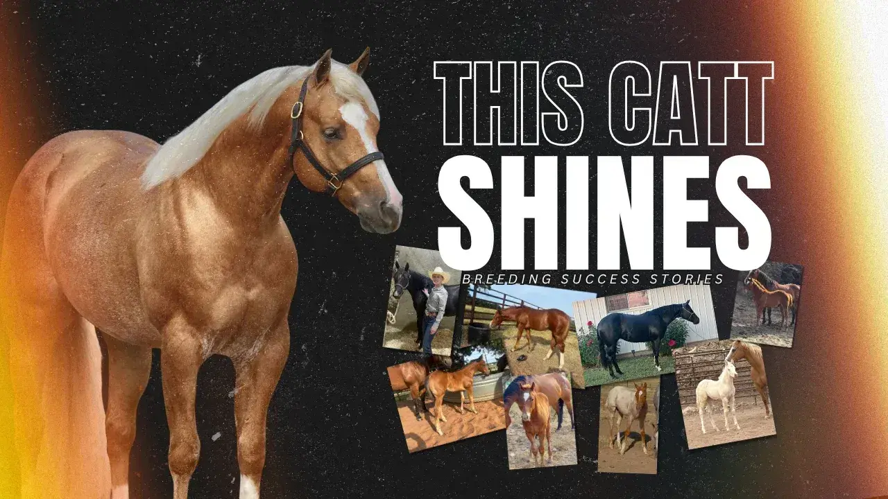 This Catt Shines