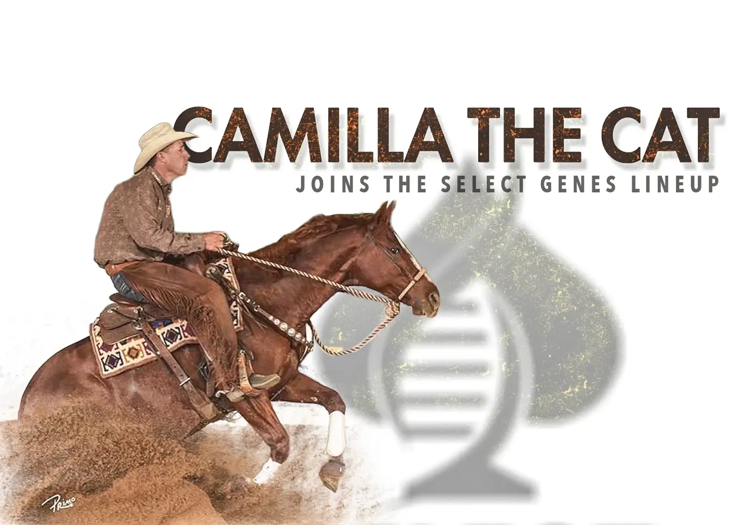 NSHA Reined Cow Horse Open Futurity Reserve Champion Camilla The Cat Joins Select Genes