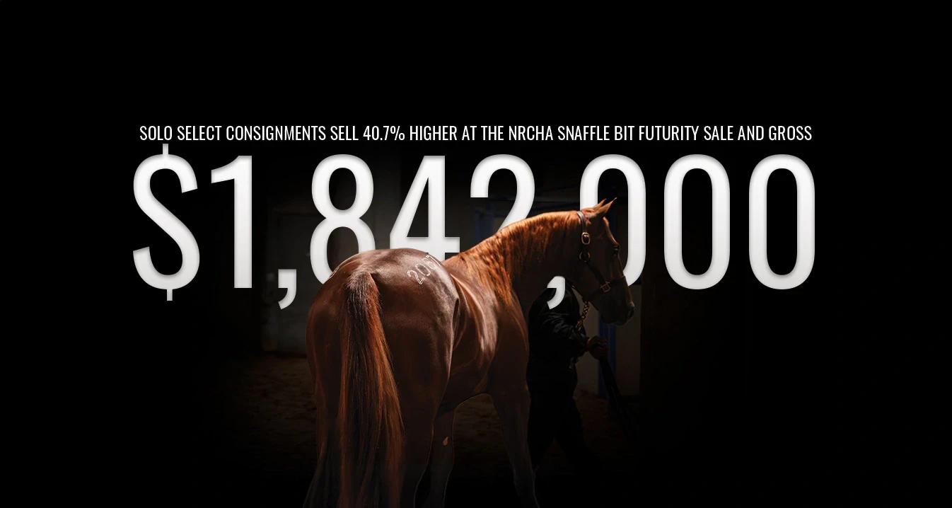 A chestnut horse with a hip number on its hindquarters stands in a dark setting while a person in dark clothing holds its halter, with large white text overlaid on the image.