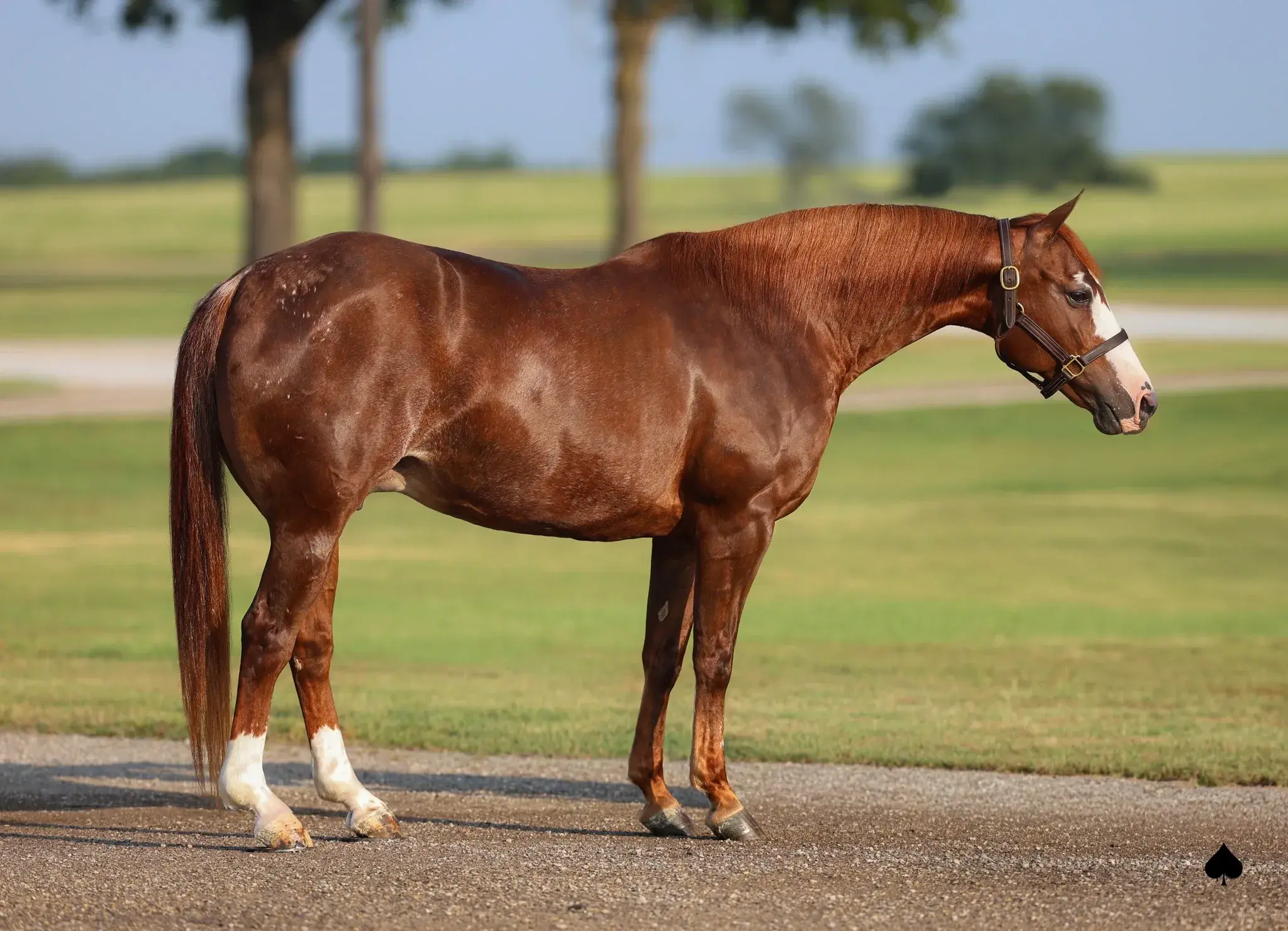 Quintessential High, a 2013 sorrel donor mare in the Select Genes ICSI embryo program at Solo Select Horses