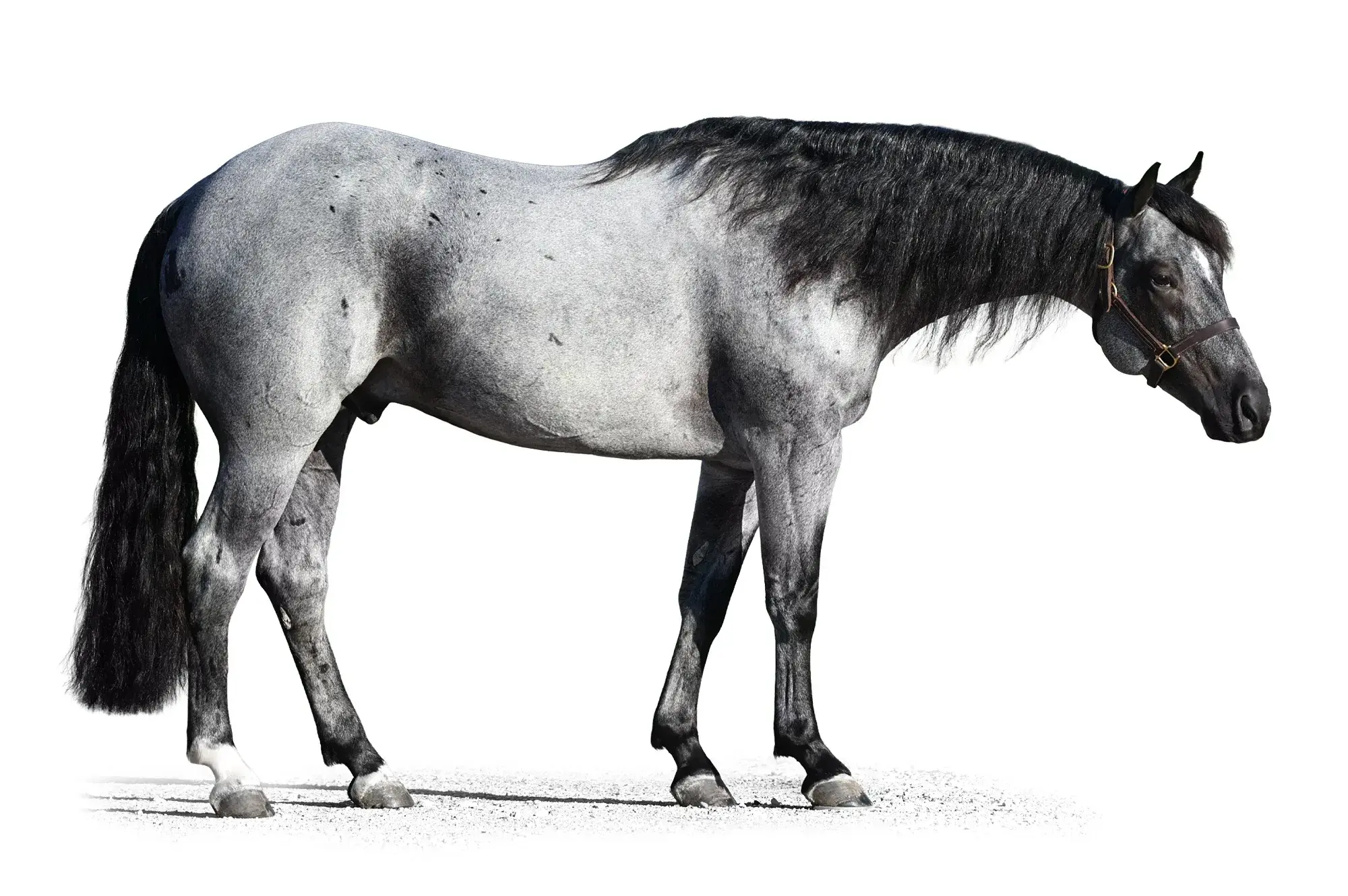 Bleu On Black, a 2017 blue roan cutting breeding stallion, by Once in a Blu Boon standing at Solo Select Horses