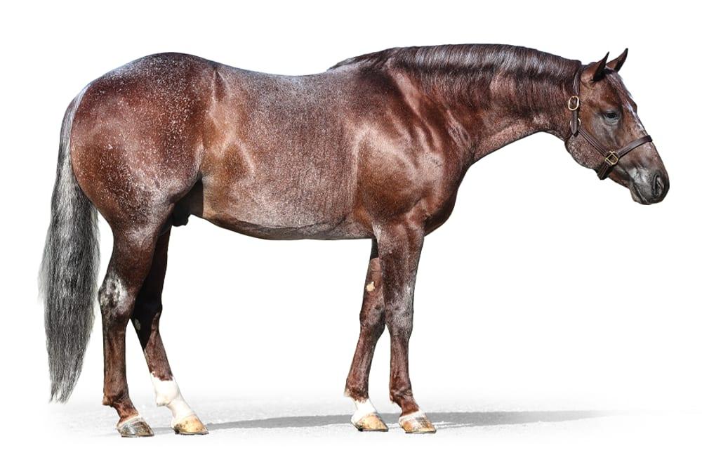 Boons Reflections, a 2018 homozygous roan cutting breeding stallion, by Once In A Blu Boon standing at Solo Select Horses