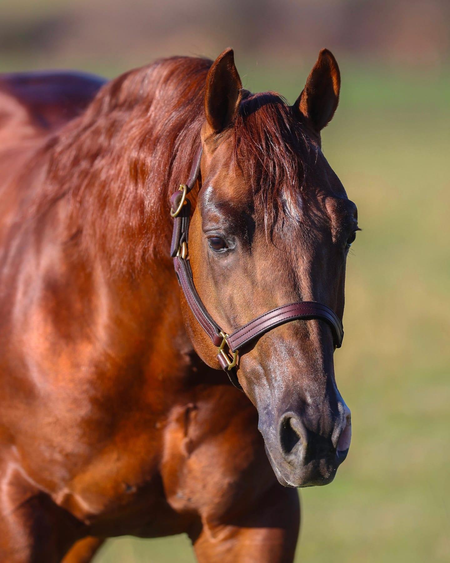 CR Get Tuff, sorrel reined cow horse stallion at Solo Select Horses — photo 2