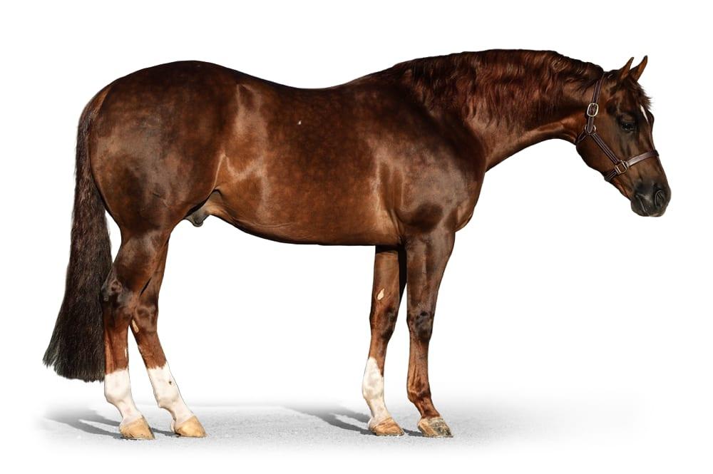 CR Get Tuff, a 2017 sorrel reined cow horse breeding stallion, by Woody Be Tuff standing at Solo Select Horses