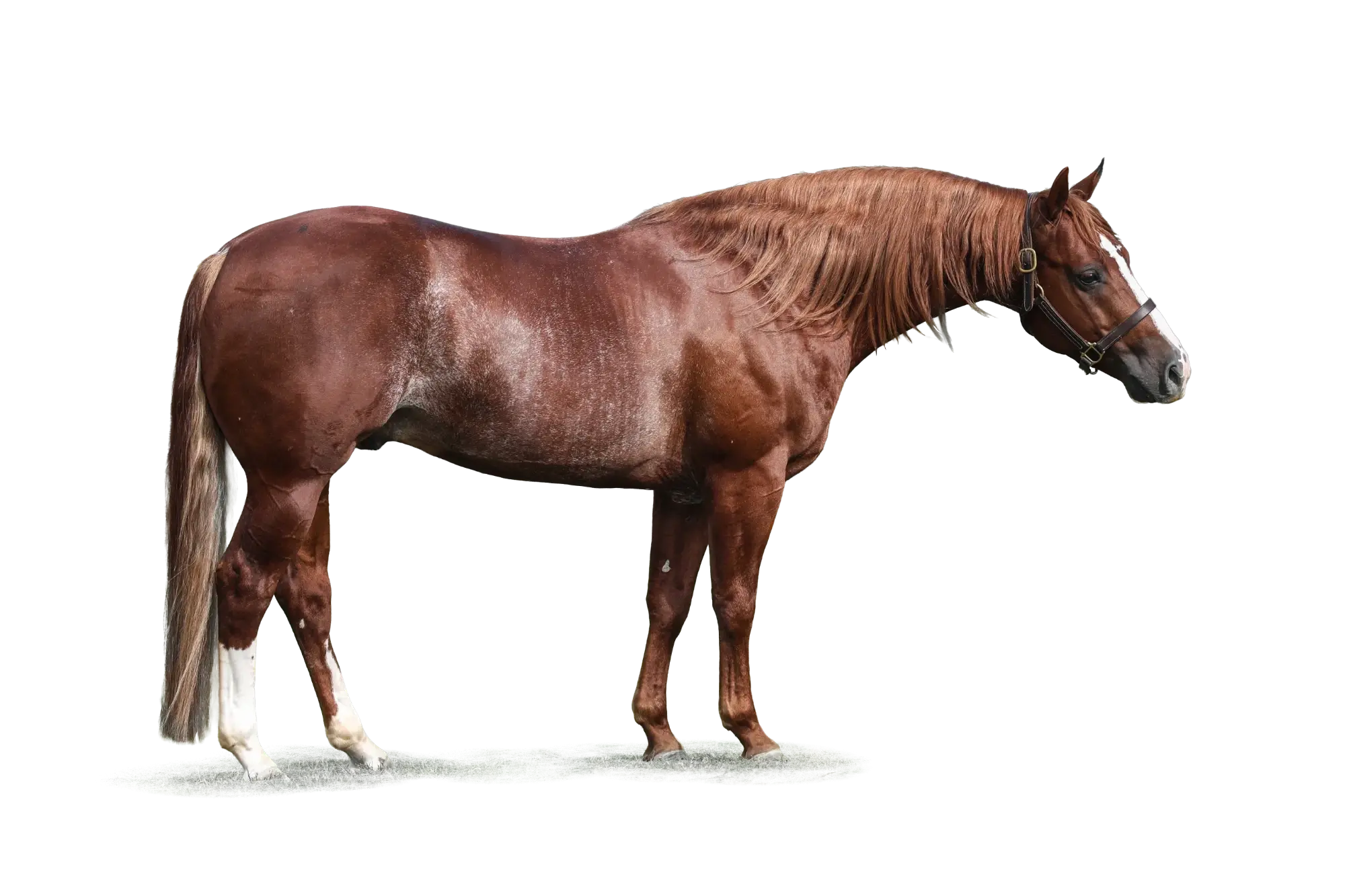 Gottii, a breeding stallion standing at Solo Select Horses