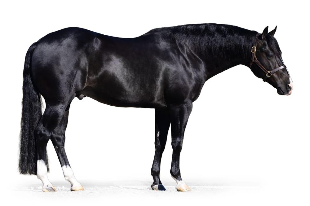 Hesa Dual Bet, a 2016 bay reined cow horse breeding stallion, by Bet Hesa Cat standing at Solo Select Horses
