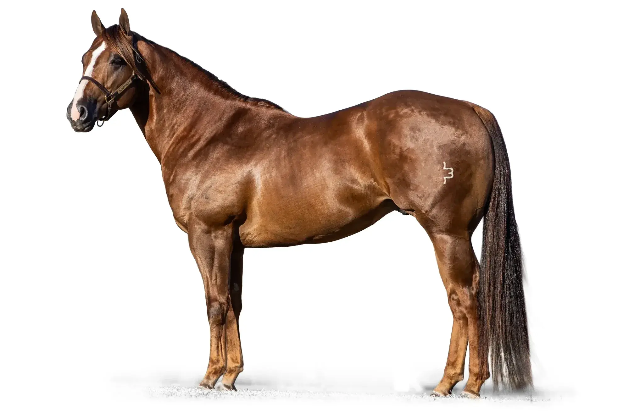 Jaguarr, a 2017 sorrel barrel racing breeding stallion, by Dash Ta Fame standing at Solo Select Horses