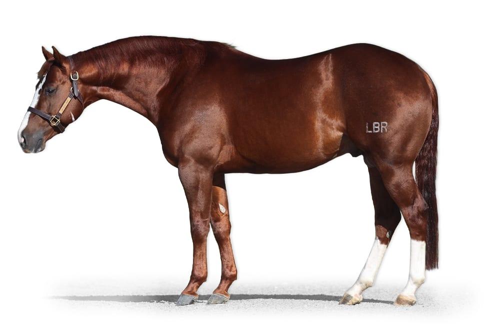 LBR Hangem, a 2020 sorrel cutting breeding stallion, by Dual Reyish standing at Solo Select Horses