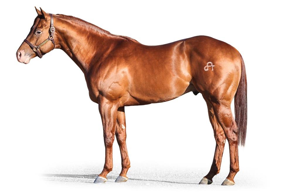 Lets Leave, a 2021 sorrel racing breeding stallion, by Favorite Cartel standing at Solo Select Horses
