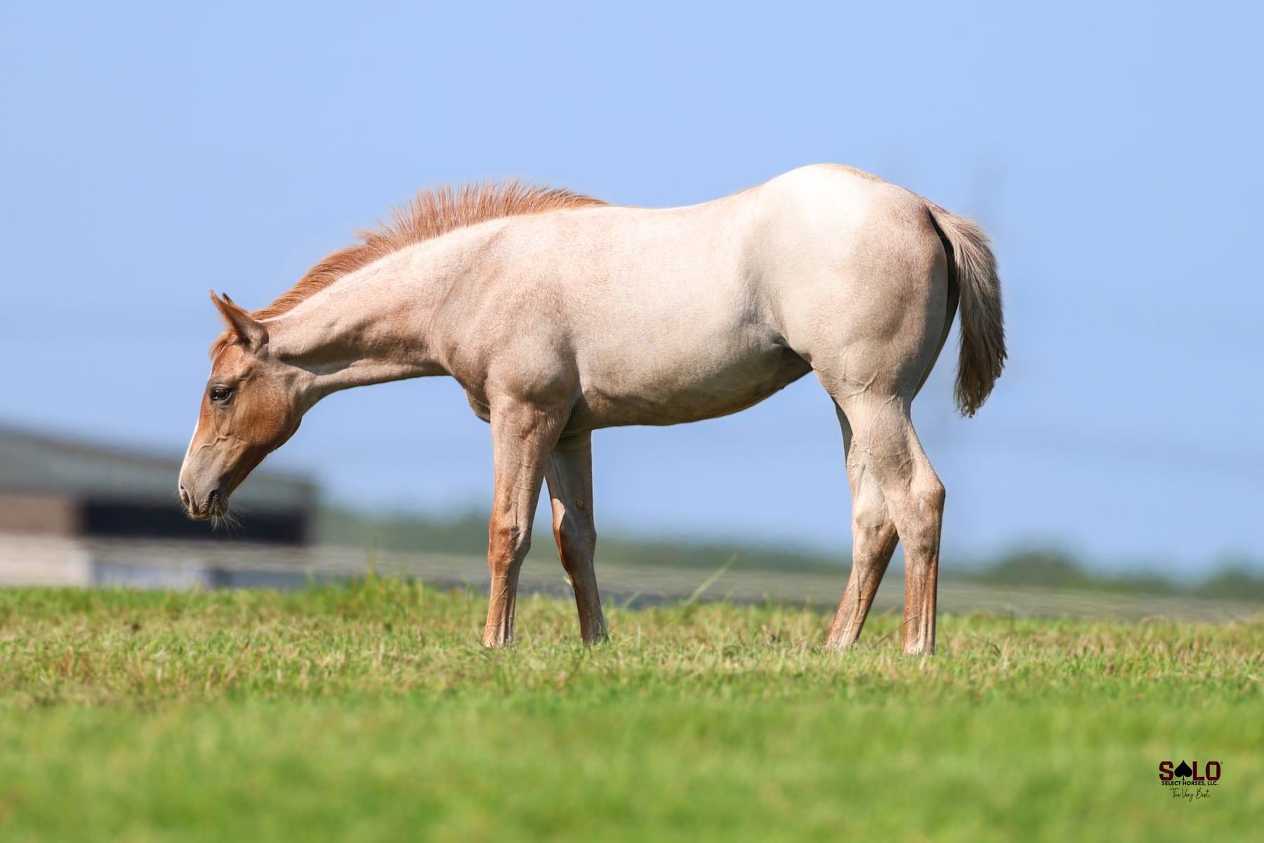 Metallic Cattack, red roan cutting stallion at Solo Select Horses — photo 3