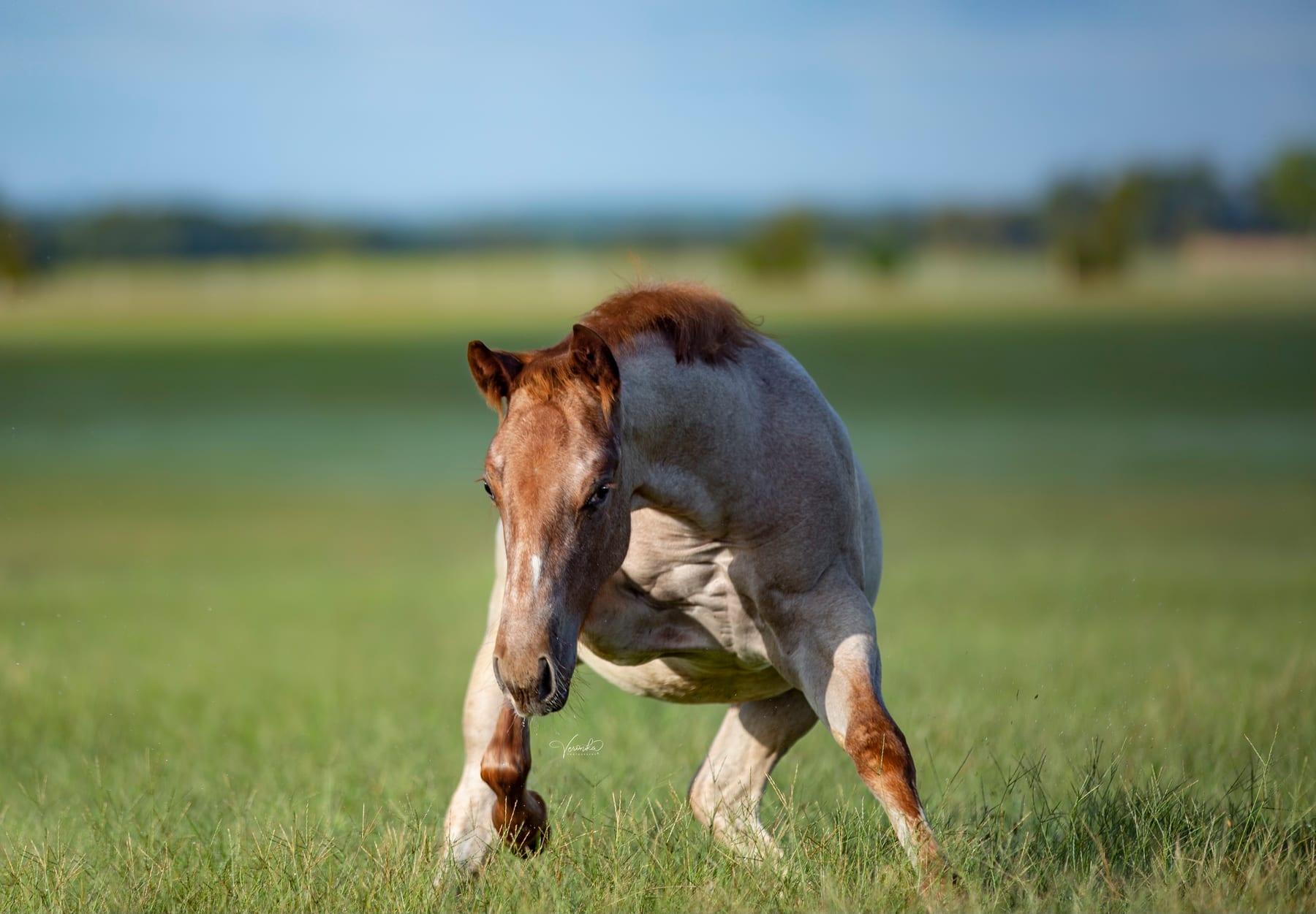 Metallic Cattack, red roan cutting stallion at Solo Select Horses — photo 4