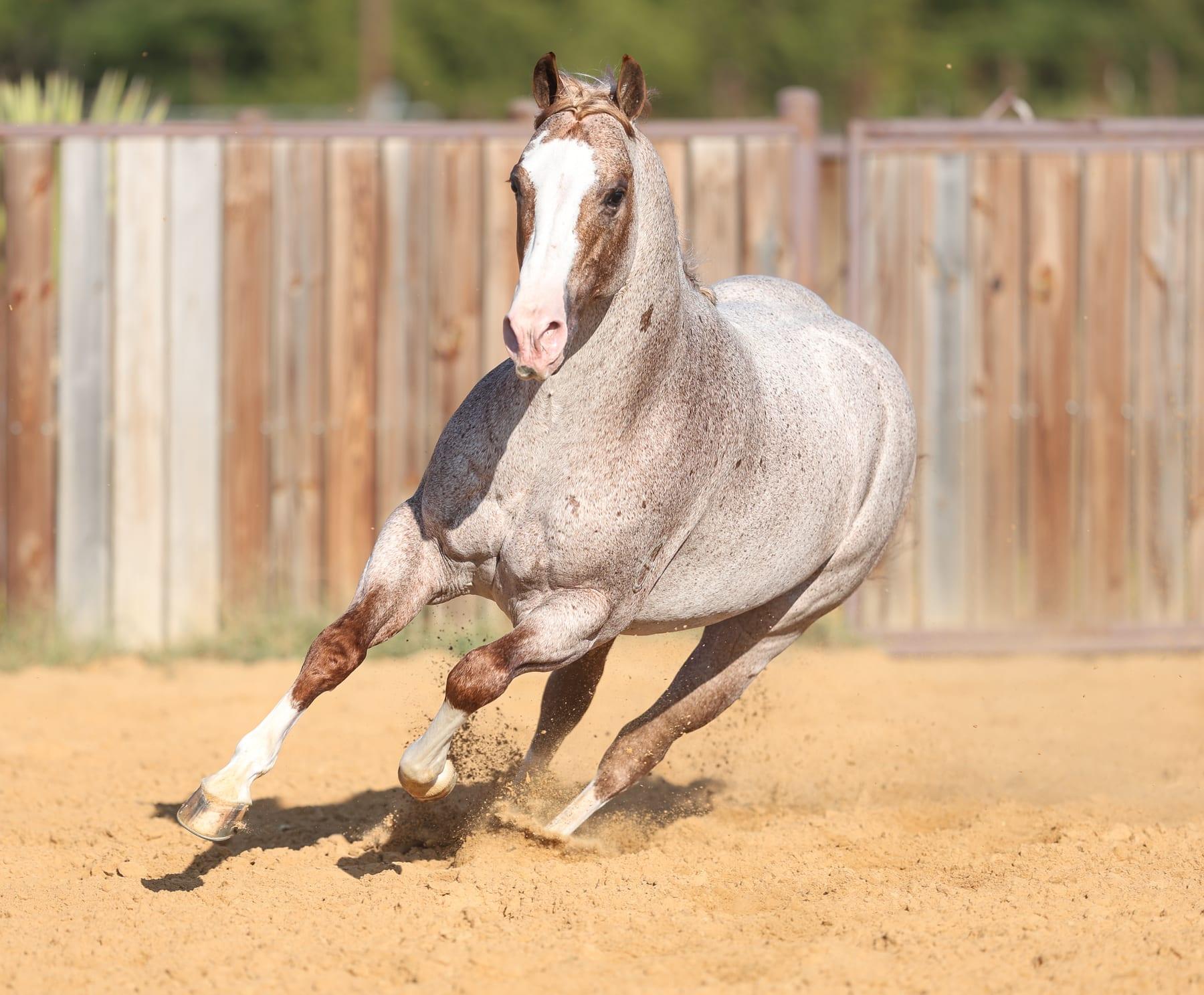 Metallic Cattack, red roan cutting stallion at Solo Select Horses — photo 6