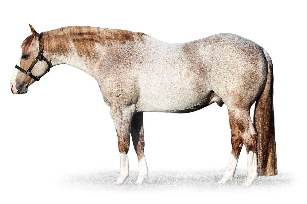 Metallic Cattack, a 2015 red roan cutting breeding stallion, by Metallic Cat standing at Solo Select Horses