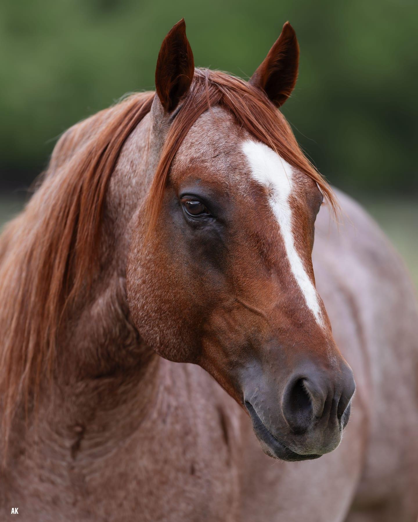 Metallics MVP, red roan cutting stallion at Solo Select Horses — photo 2