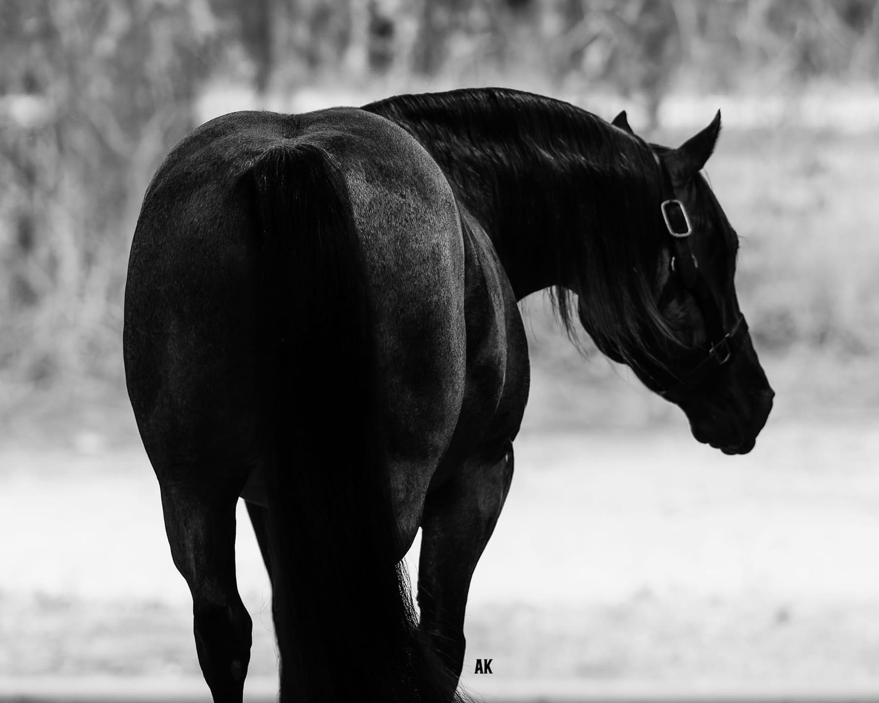 Metallics MVP, red roan cutting stallion at Solo Select Horses — photo 4