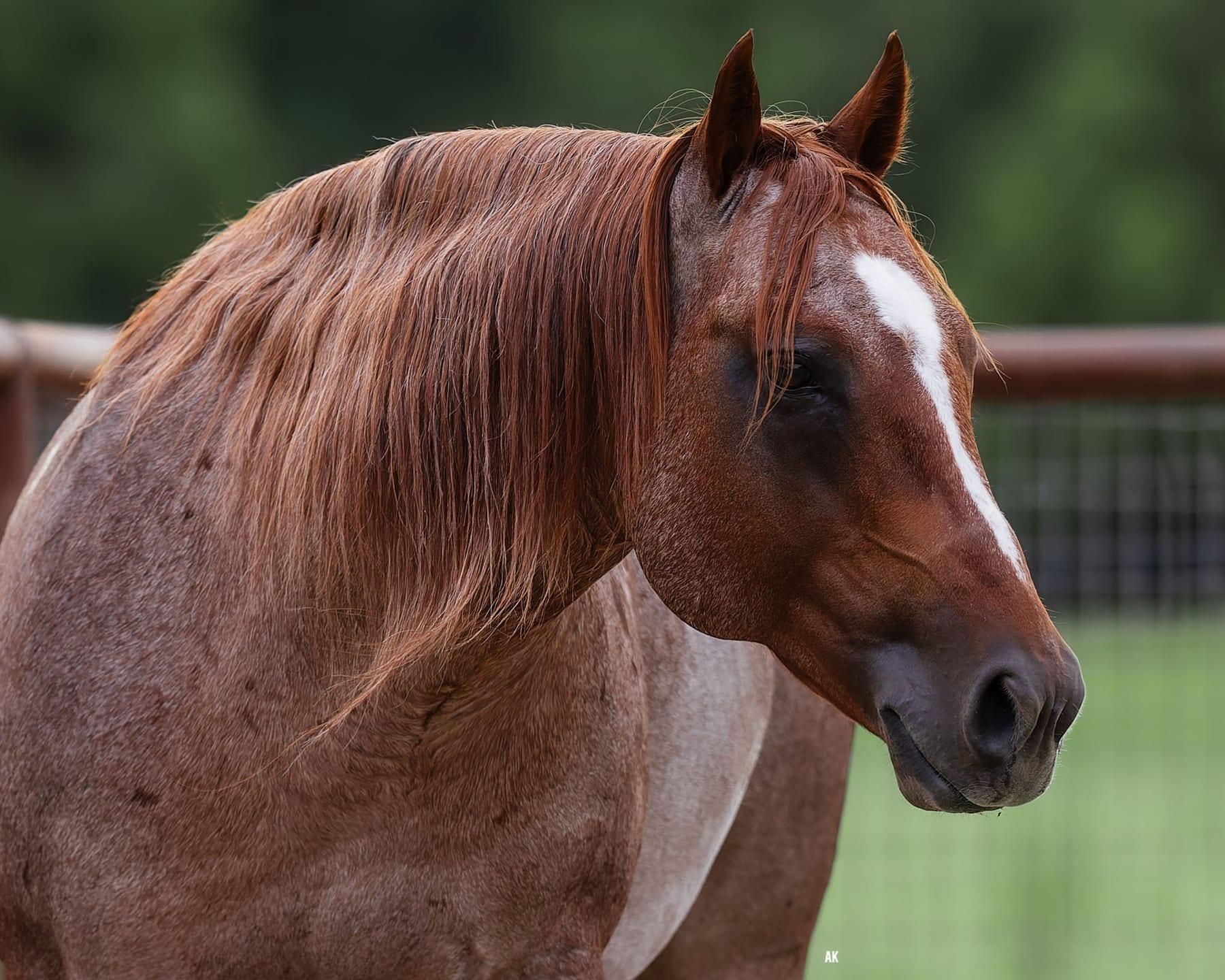 Metallics MVP, red roan cutting stallion at Solo Select Horses — photo 5