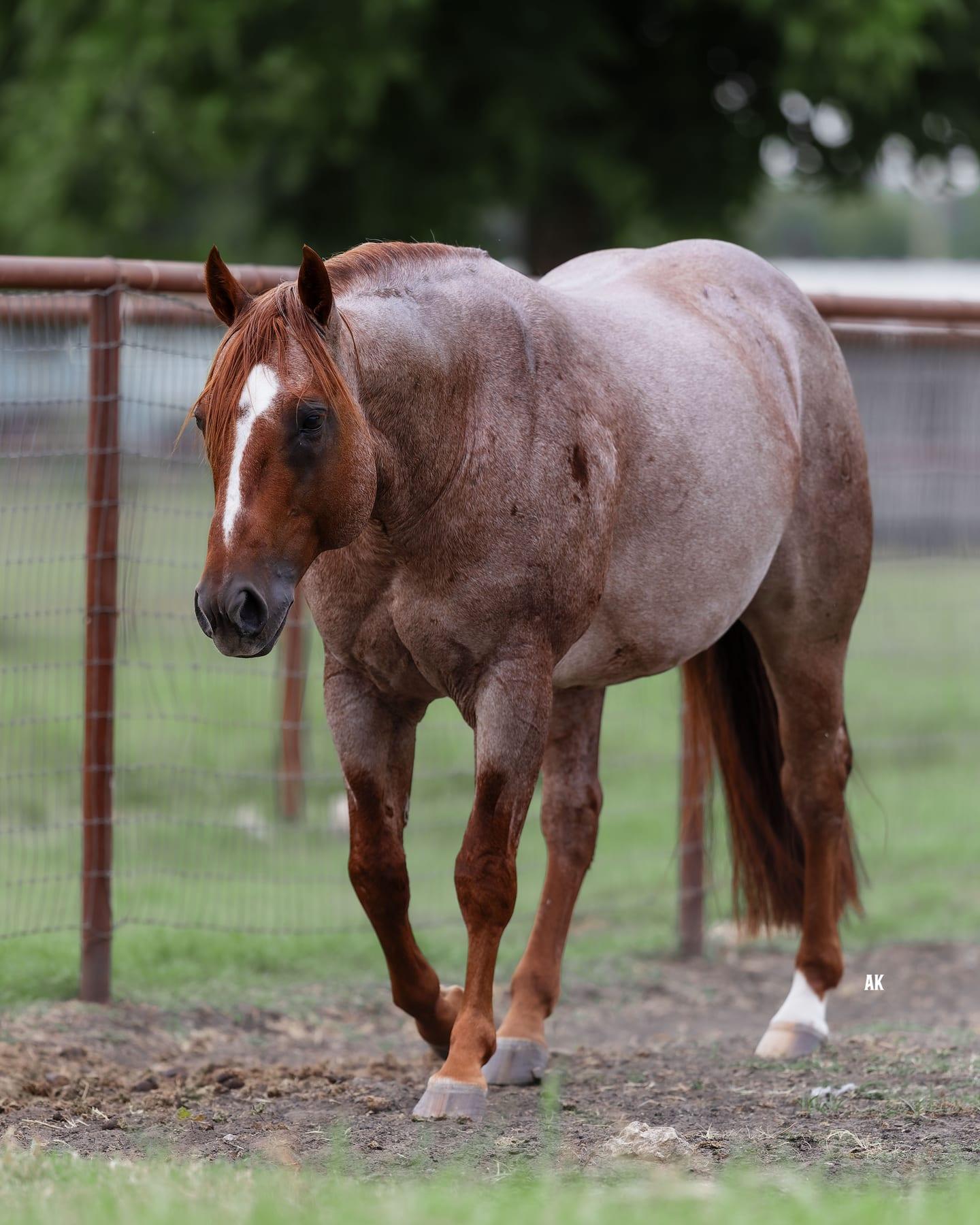 Metallics MVP, red roan cutting stallion at Solo Select Horses — photo 6
