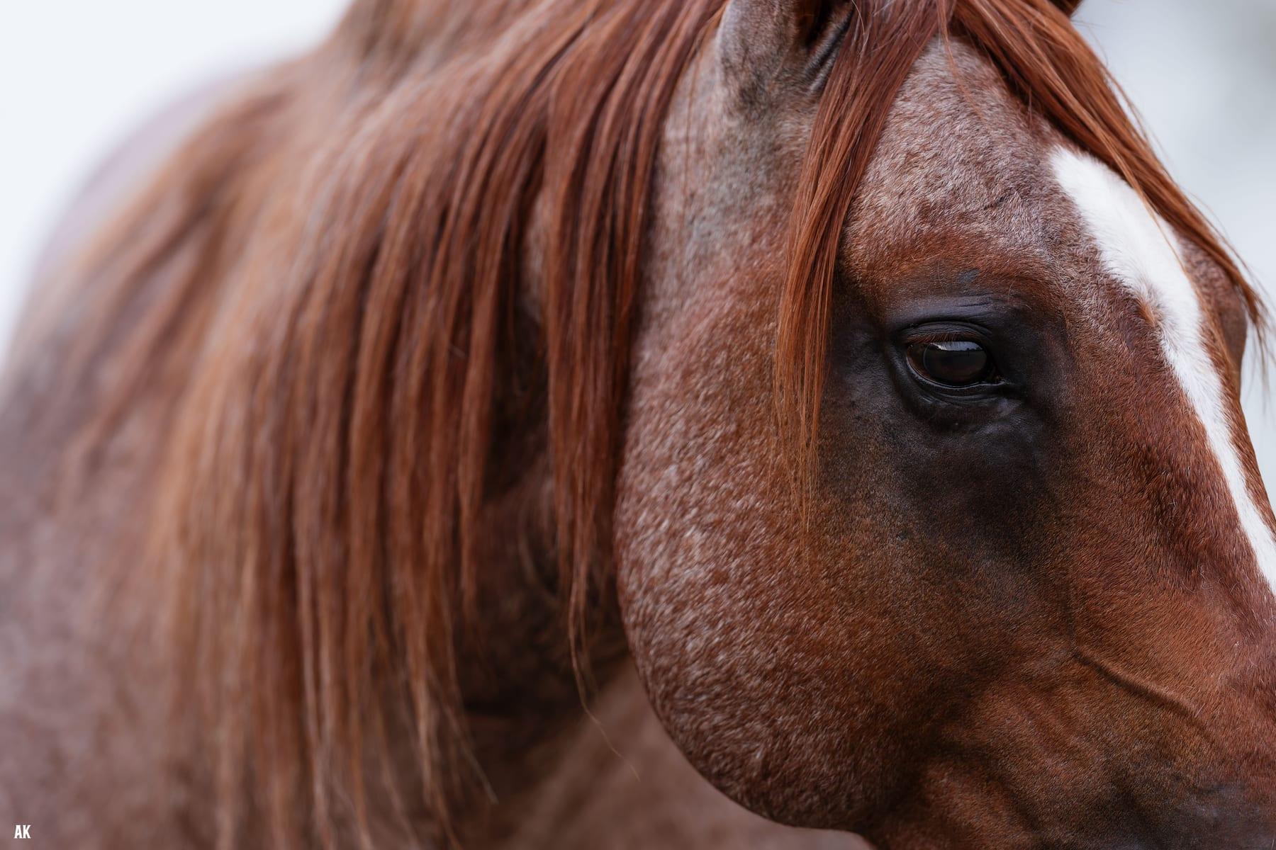 Metallics MVP, red roan cutting stallion at Solo Select Horses — photo 7