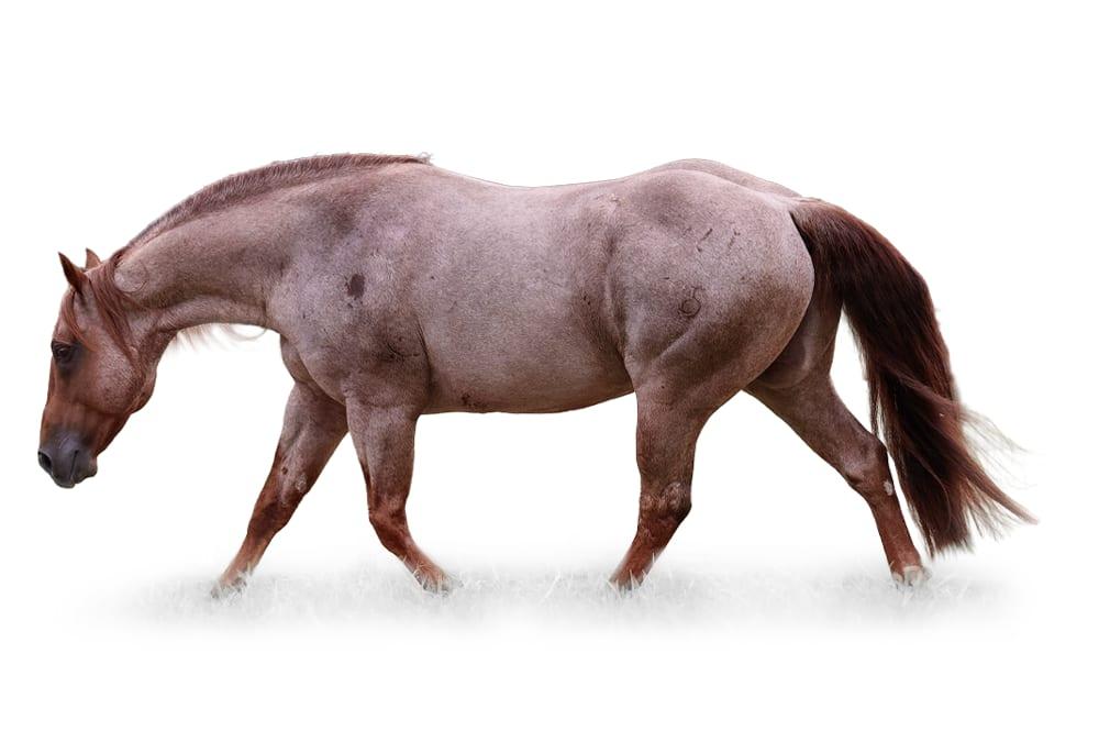 Metallics MVP, a 2015 red roan cutting breeding stallion, by Metallic Cat standing at Solo Select Horses
