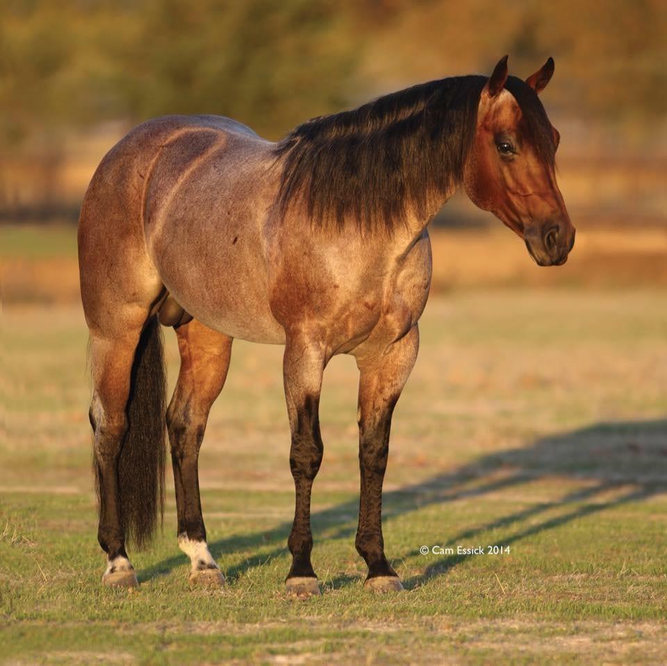 Meteles Cat, bay roan cutting stallion at Solo Select Horses — photo 4