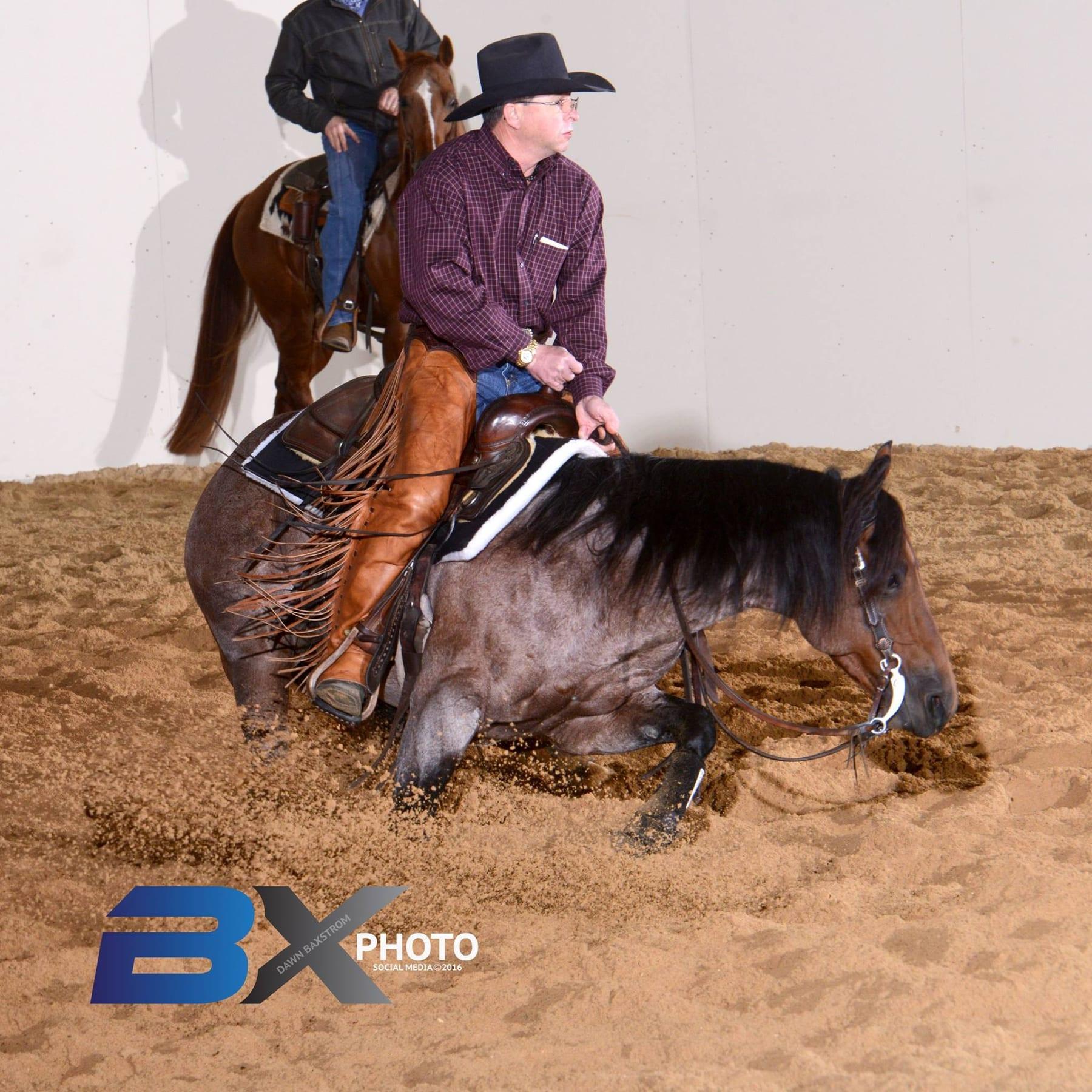 Meteles Cat, bay roan cutting stallion at Solo Select Horses — photo 5