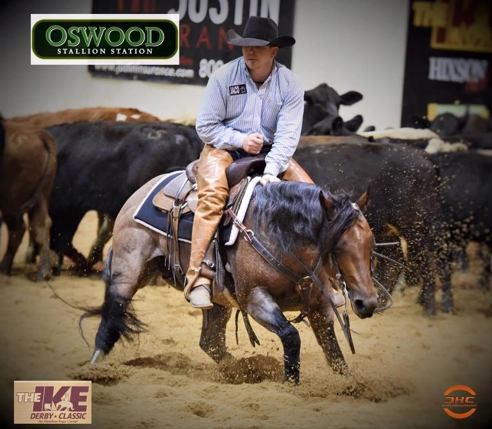 Meteles Cat, bay roan cutting stallion at Solo Select Horses — photo 8