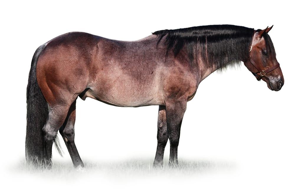 Meteles Cat, a 2010 bay roan cutting breeding stallion, by Metallic Cat standing at Solo Select Horses
