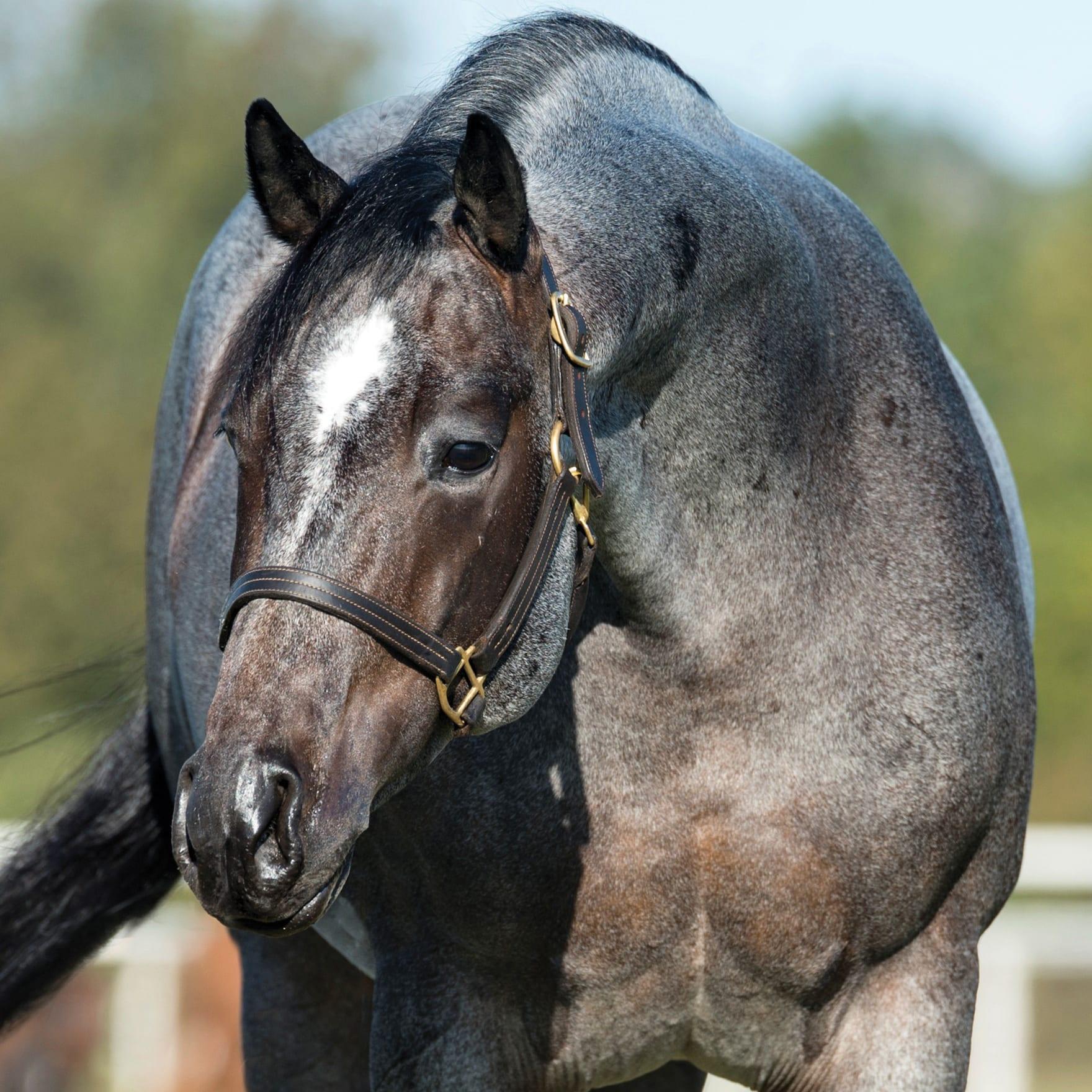 Once In A Blu Boon, brown roan cutting stallion at Solo Select Horses — photo 2