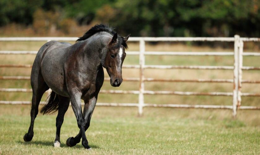 Once In A Blu Boon, brown roan cutting stallion at Solo Select Horses — photo 3