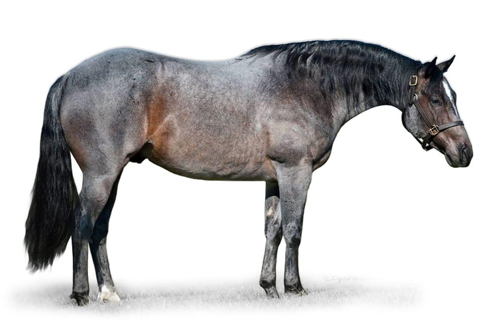 Once In A Blu Boon, a 2008 brown roan cutting breeding stallion, by Peptoboonsmal standing at Solo Select Horses