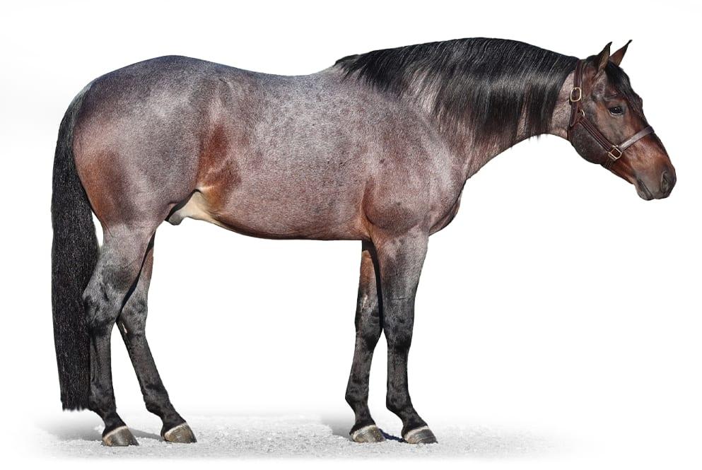 Plain Catty, a 2014 bay roan reined cow horse breeding stallion, by Bet Hesa Cat standing at Solo Select Horses