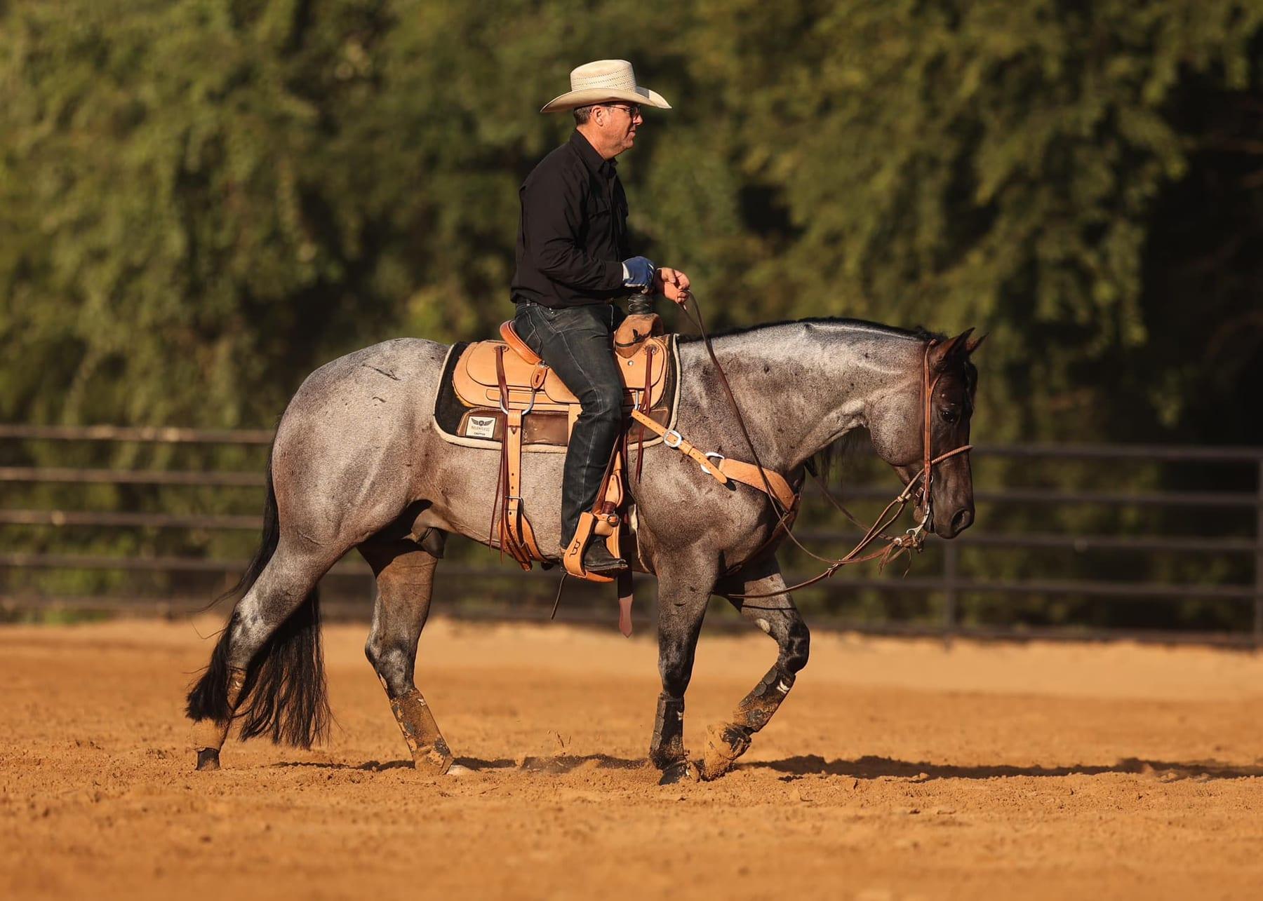 Pride And Joyy, bay roan roping stallion at Solo Select Horses — photo 1