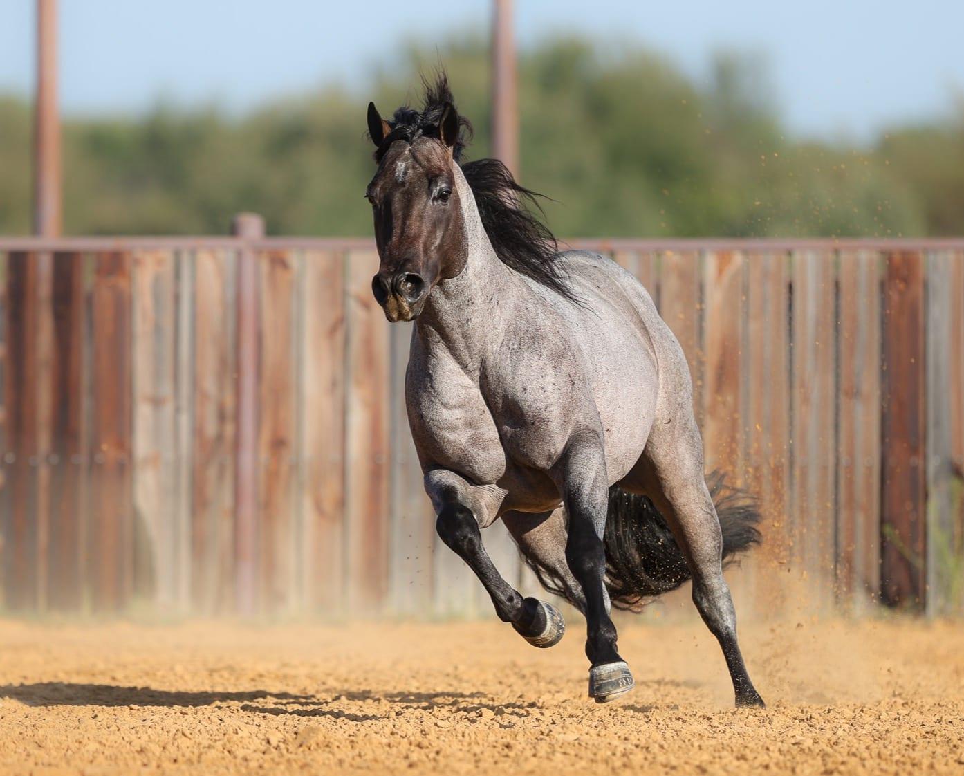 Pride And Joyy, bay roan roping stallion at Solo Select Horses — photo 2
