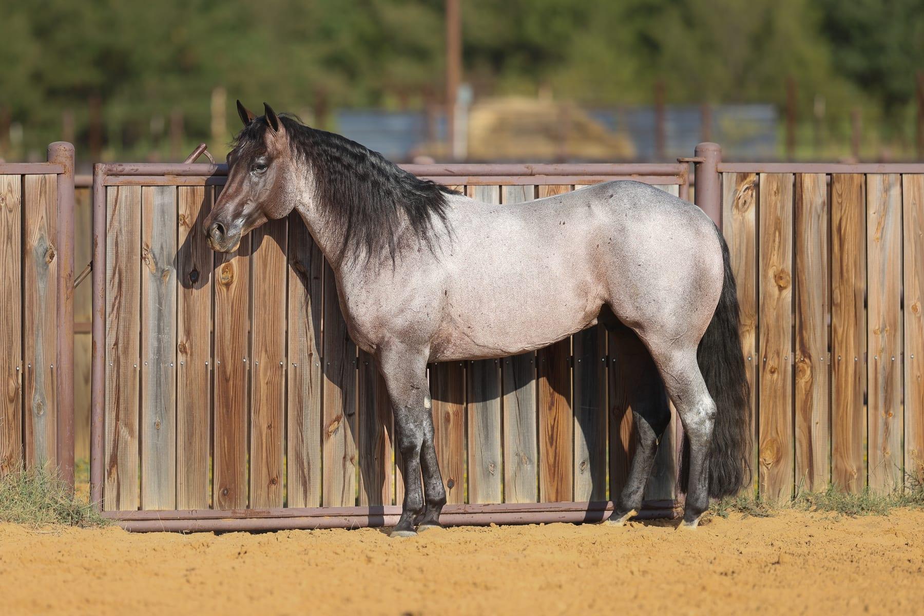 Pride And Joyy, bay roan roping stallion at Solo Select Horses — photo 3