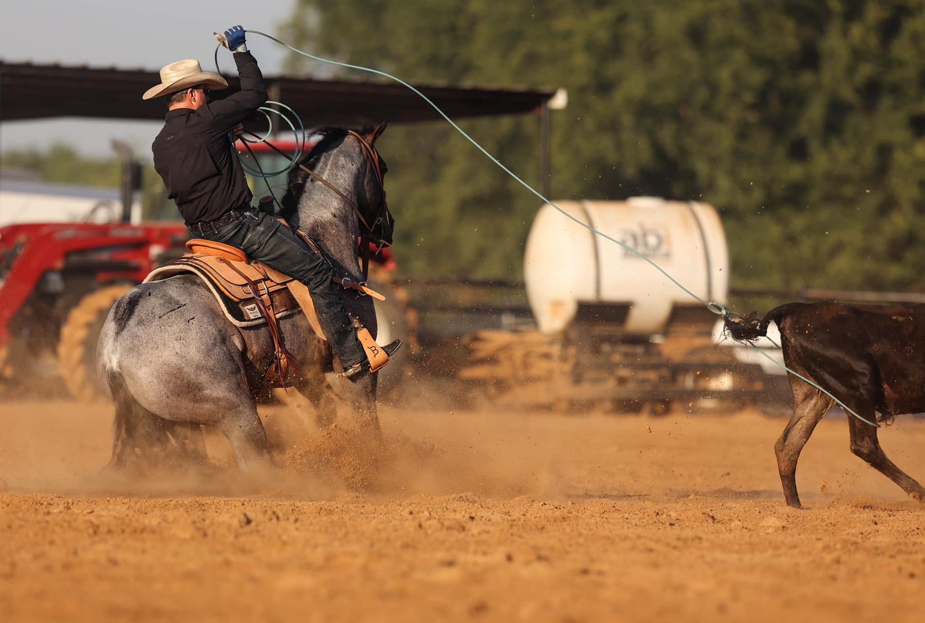 Pride And Joyy, bay roan roping stallion at Solo Select Horses — photo 4