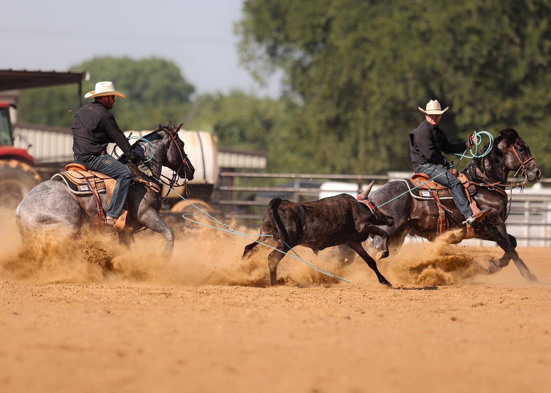 Pride And Joyy, bay roan roping stallion at Solo Select Horses — photo 6