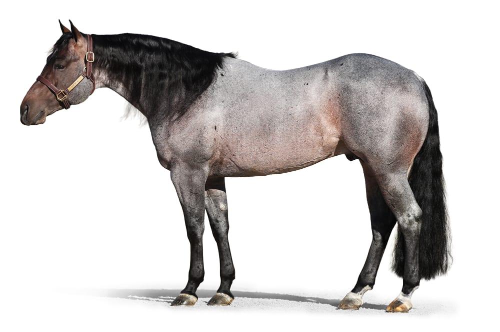 Pride And Joyy, a 2019 bay roan roping breeding stallion, by Stevie Rey Von standing at Solo Select Horses
