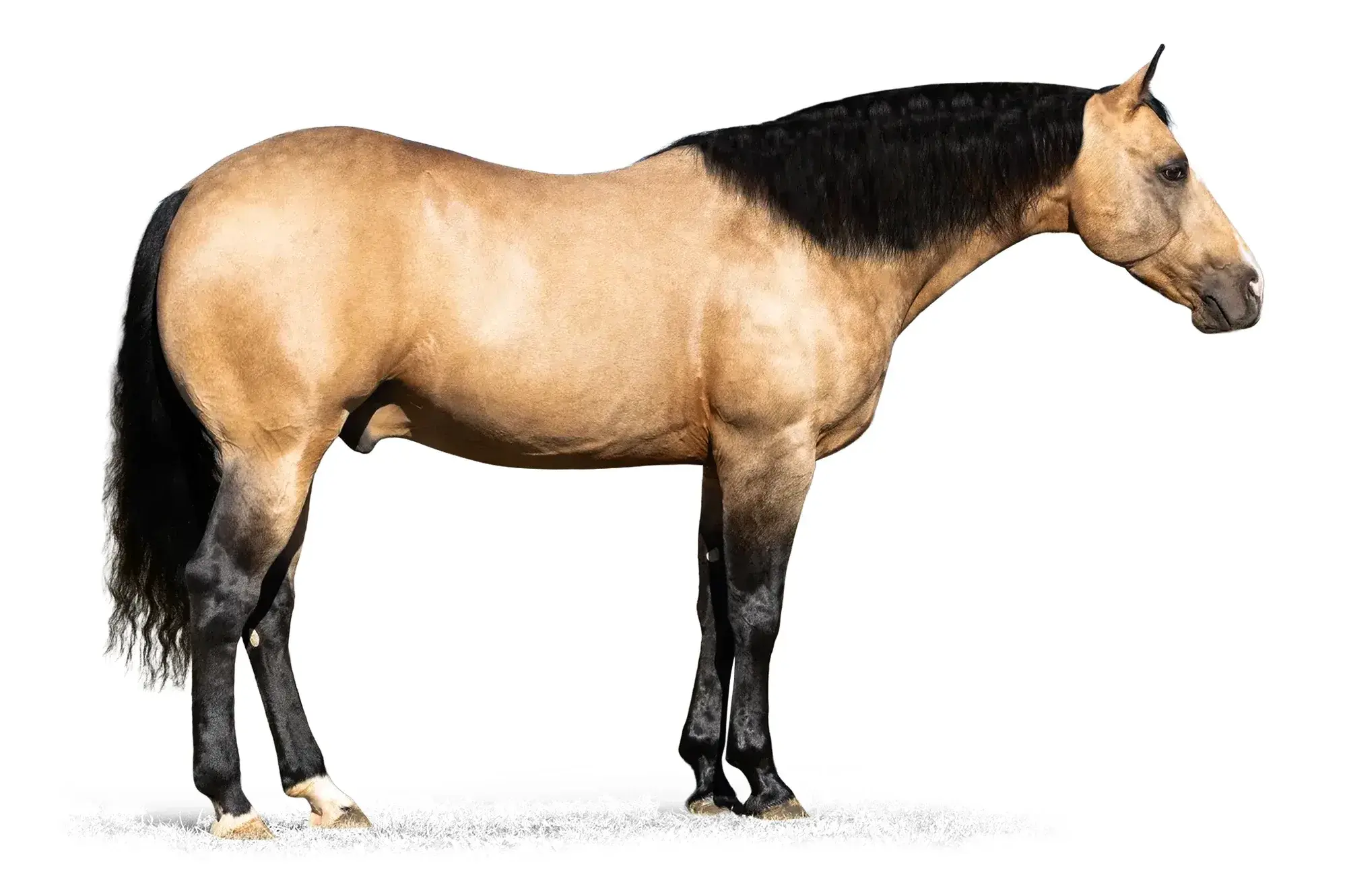 Roll Your Nickles, a 2018 buckskin roping breeding stallion, by Shiners Nickle standing at Solo Select Horses