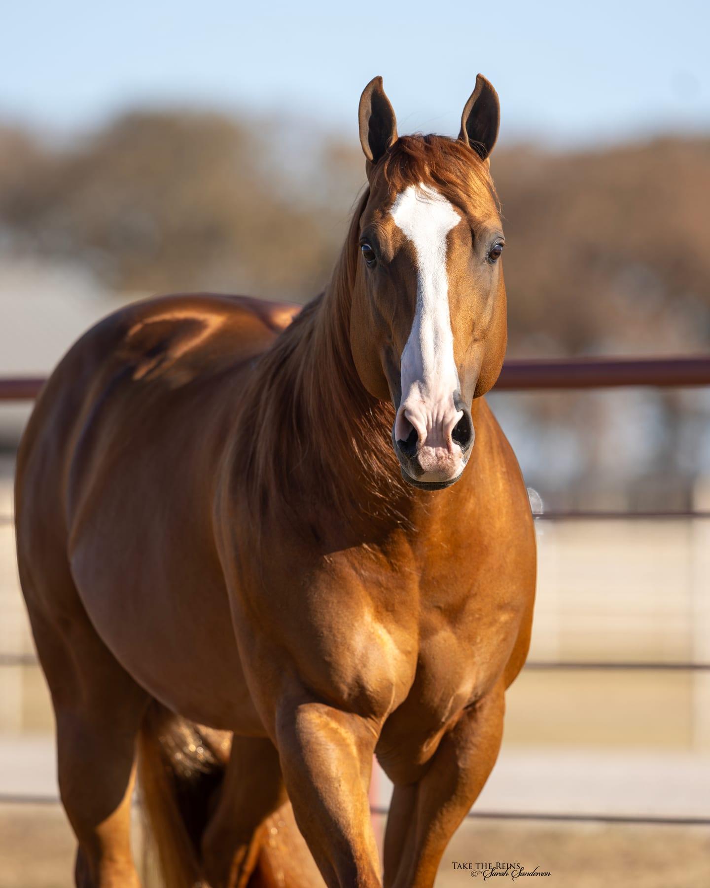 Sheik Jean Fly HTT, sorrel barrel racing stallion at Solo Select Horses — photo 1