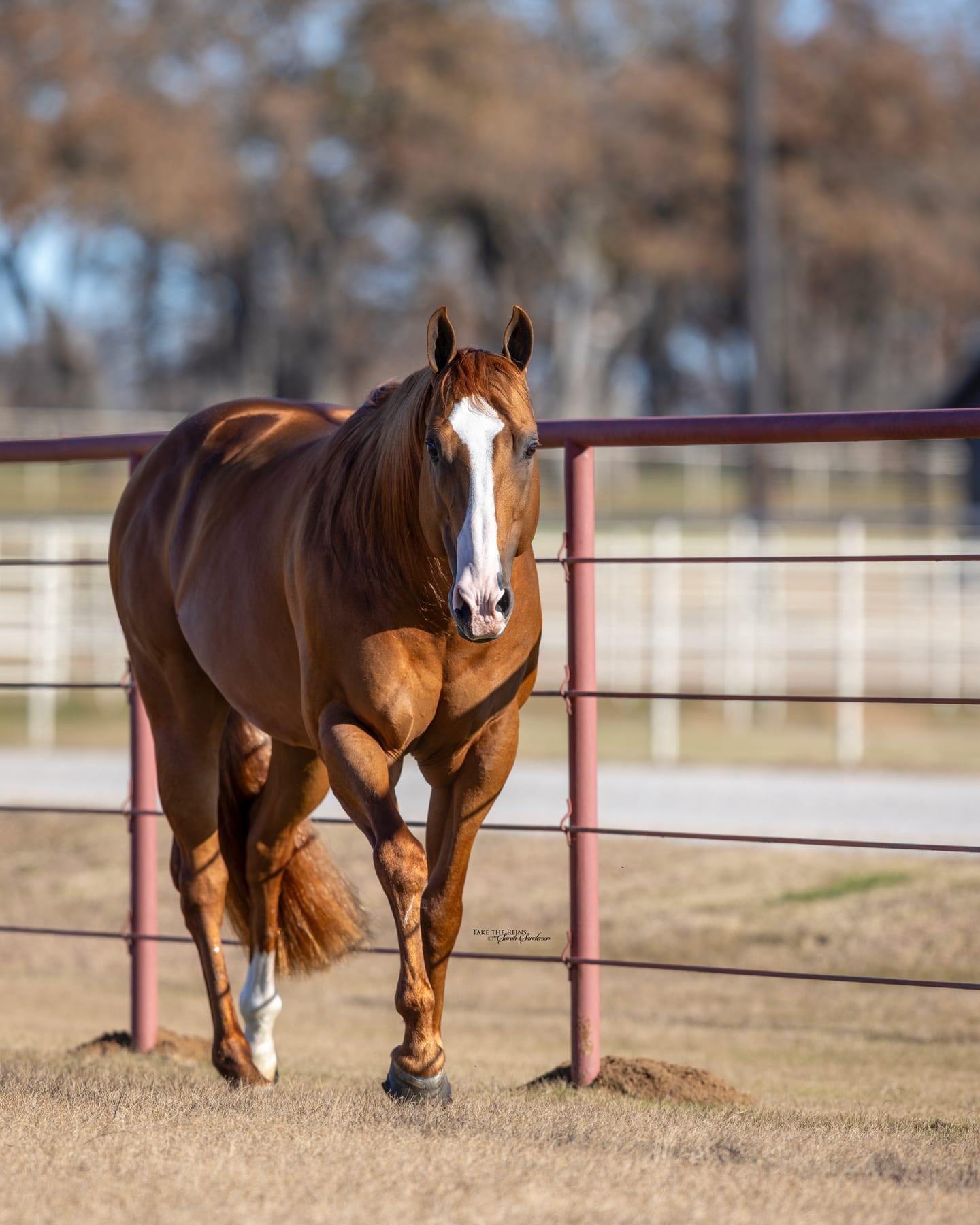 Sheik Jean Fly HTT, sorrel barrel racing stallion at Solo Select Horses — photo 10