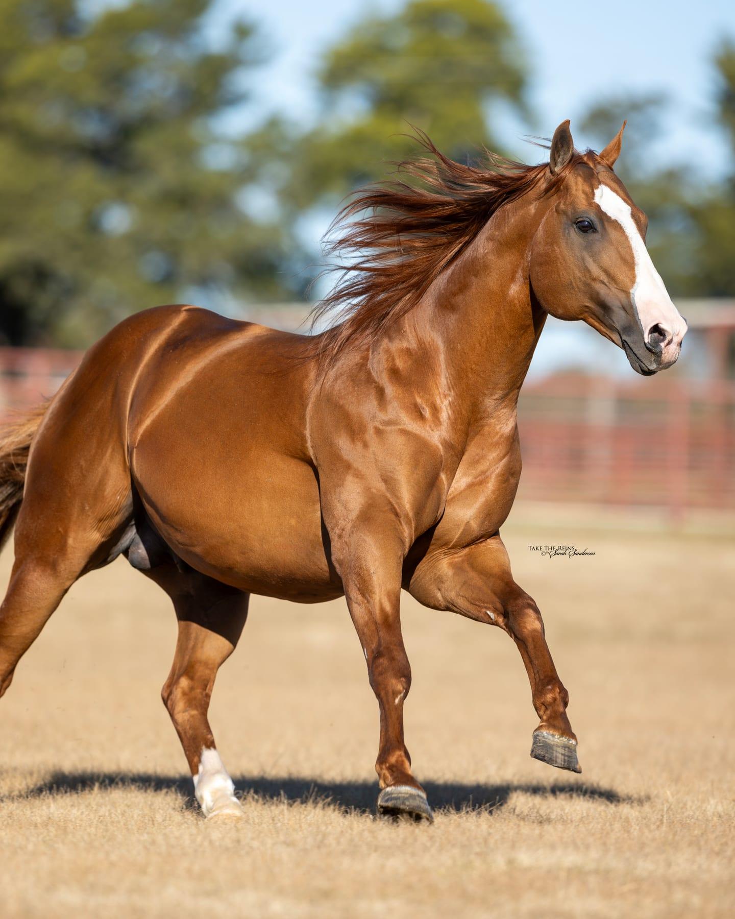 Sheik Jean Fly HTT, sorrel barrel racing stallion at Solo Select Horses — photo 11
