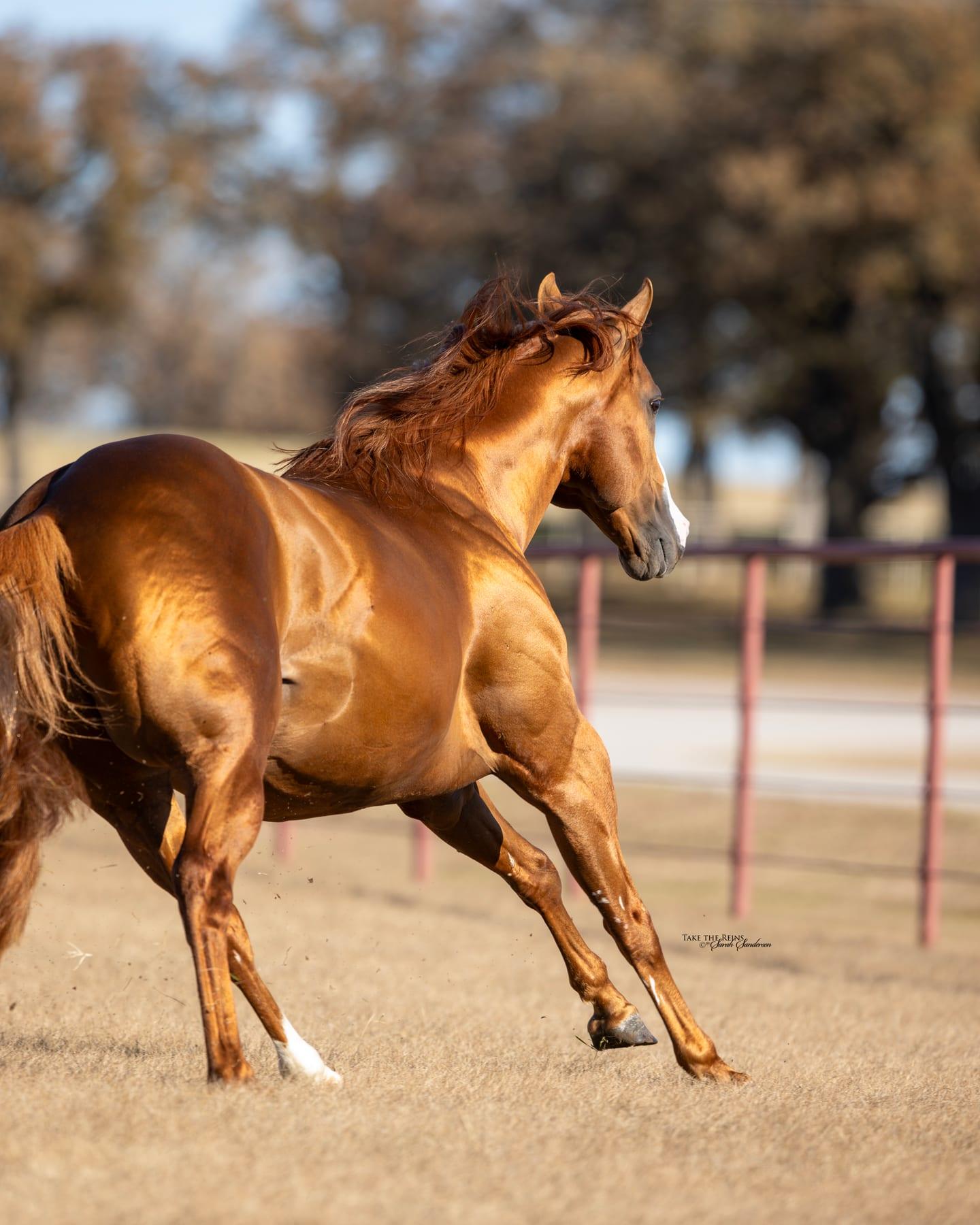 Sheik Jean Fly HTT, sorrel barrel racing stallion at Solo Select Horses — photo 12