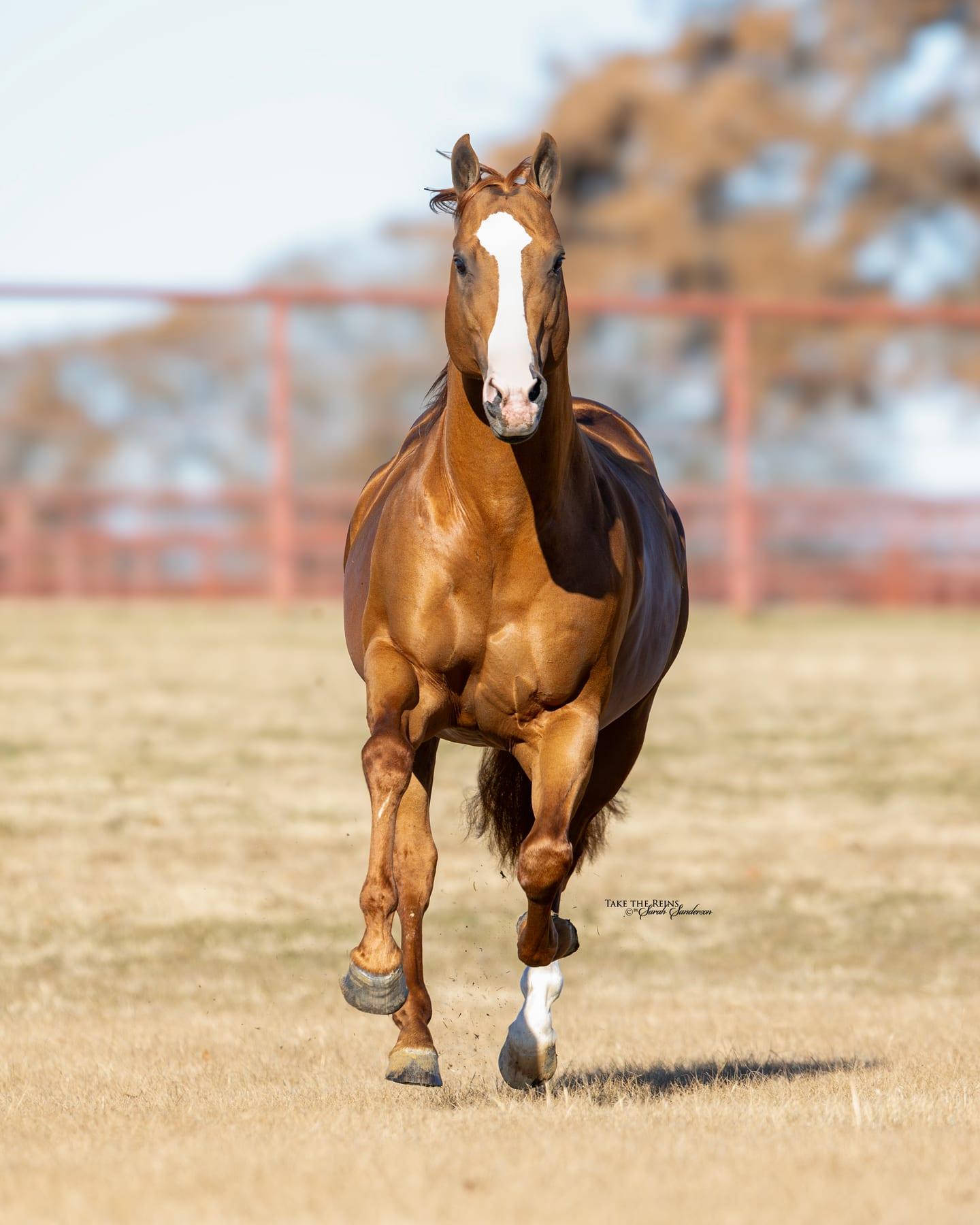 Sheik Jean Fly HTT, sorrel barrel racing stallion at Solo Select Horses — photo 2