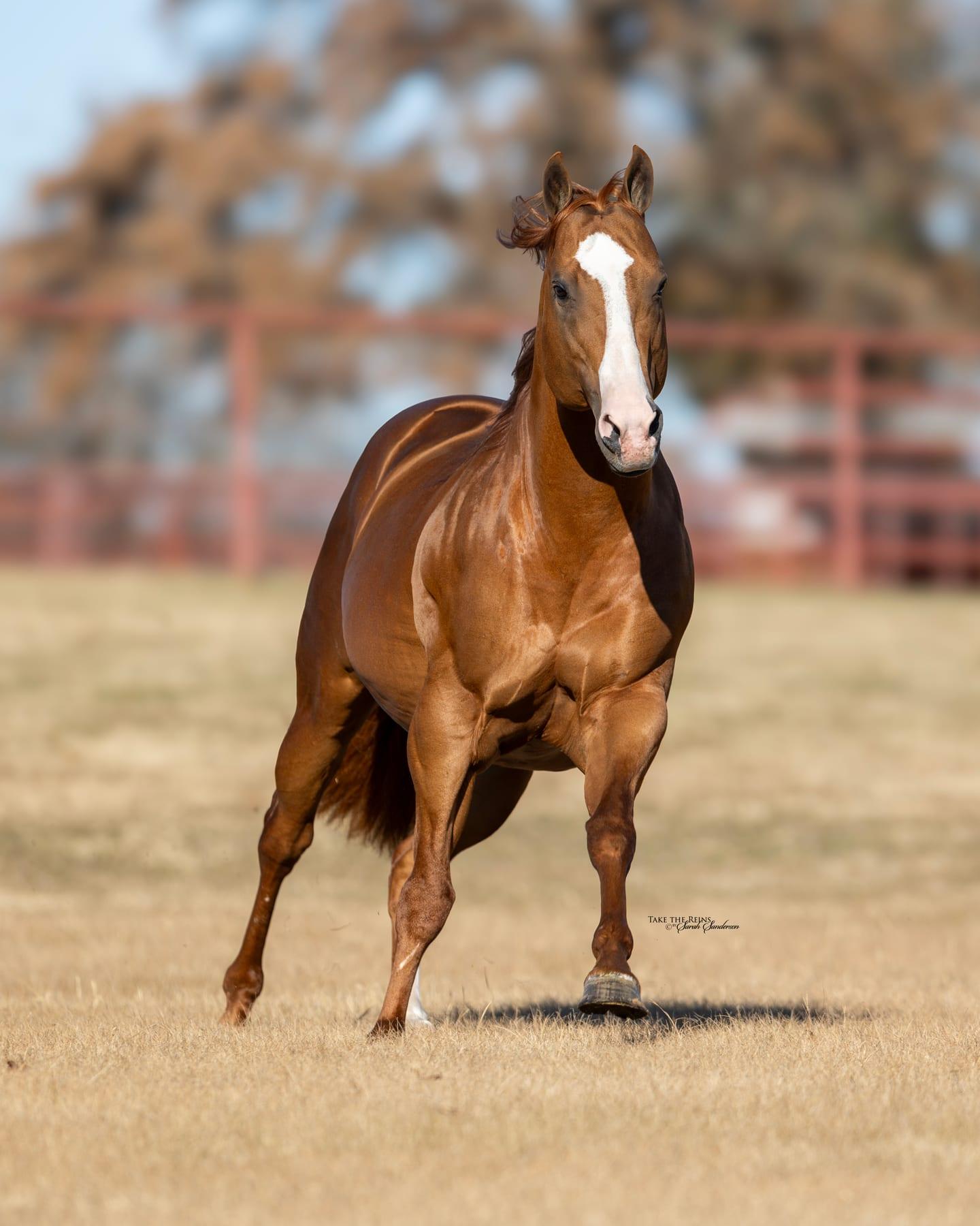 Sheik Jean Fly HTT, sorrel barrel racing stallion at Solo Select Horses — photo 6