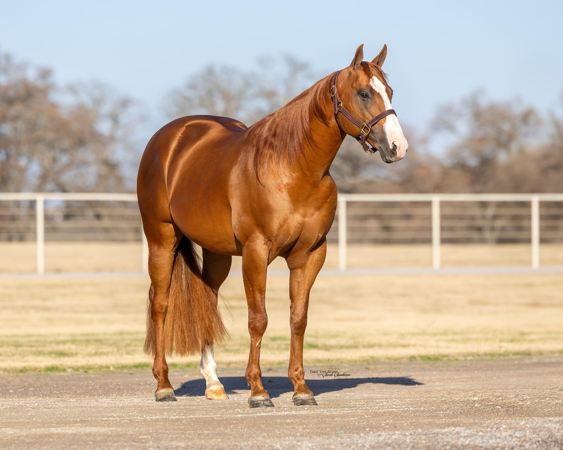 Sheik Jean Fly HTT, sorrel barrel racing stallion at Solo Select Horses — photo 8
