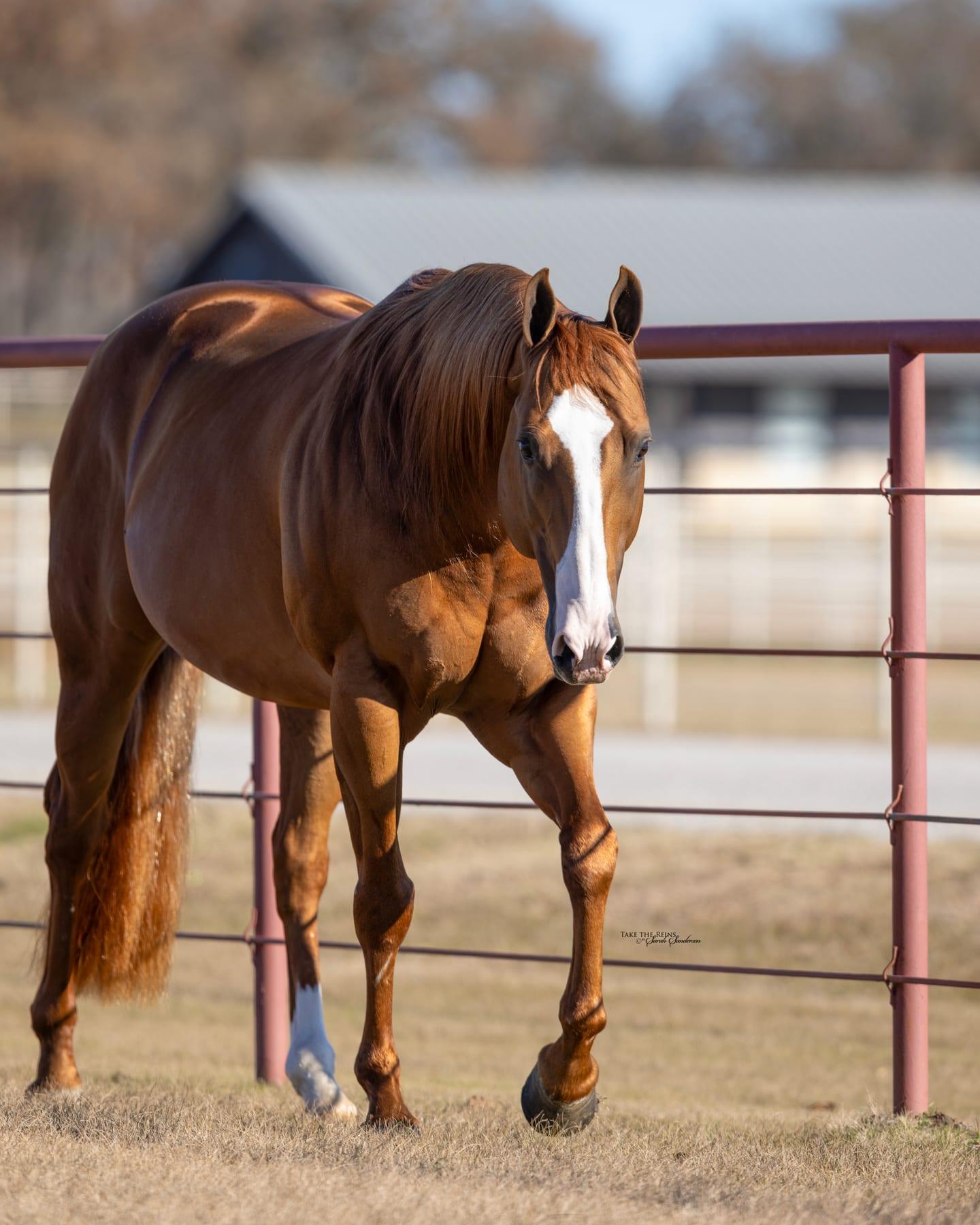 Sheik Jean Fly HTT, sorrel barrel racing stallion at Solo Select Horses — photo 9