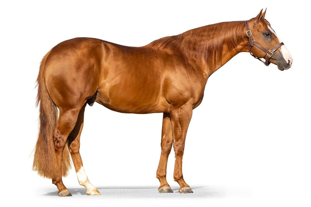 Sheik Jean Fly HTT, a 2014 sorrel barrel racing breeding stallion, by Victory Fly Vm 01Ibr standing at Solo Select Horses